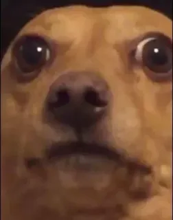 😟 30a1aa97 anjing, chihuahua, meme, lucu, binatang, hewan peliharaan whatsapp sticker