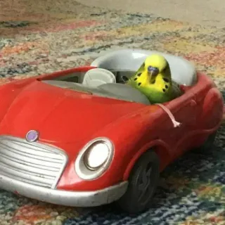 Animals telegram stickers