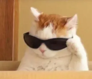 😎 3f7c44e5 kucing, kacamata hitam, keren, binatang, hewan peliharaan, lucu whatsapp sticker