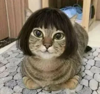 Animals whatsapp stickers