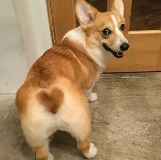 😘 4495cbce anjing, corgi, hewan, peliharaan, hati, lucu, hewan peliharaan whatsapp sticker