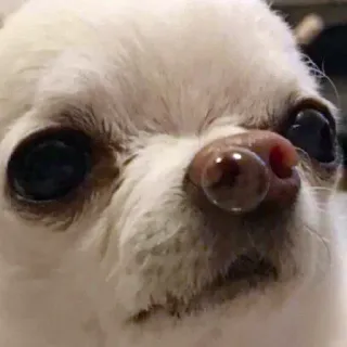 😣 475939a3 anjing, chihuahua, hewan, imut, peliharaan whatsapp sticker