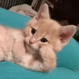 🤔 4e16fbb6 anak kucing, kucing, lucu, hewan peliharaan, hewan, kucing domestik, felin, kucing kecil whatsapp sticker