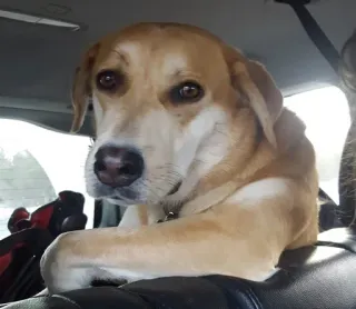 😐 56b34623 anjing, hewan peliharaan, binatang, lucu, potret, mamalia whatsapp sticker