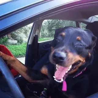 😂 5ecf4f1e anjing, rottweiler, menyetir, mobil, hewan peliharaan, binatang, humor, lucu whatsapp sticker