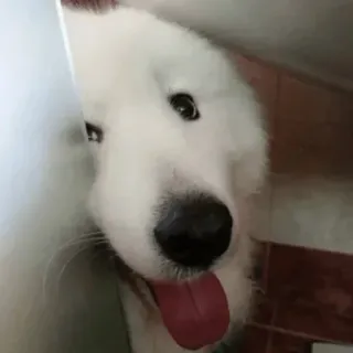 Animals telegram stickers