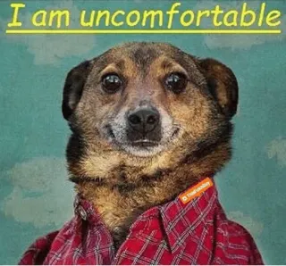 😬 79c99cea I am uncomfortable anjing, tidak nyaman, meme, lucu, hewan, hewan peliharaan, ekspresi whatsapp sticker