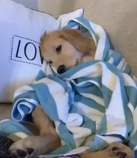 😔 7e30a4ab LOVE anjing, anak anjing, golden retriever, handuk, lucu, hewan peliharaan whatsapp sticker