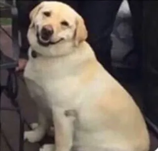 🌝 81ac34dc anjing, labrador, hewan, peliharaan, anjing tersenyum whatsapp sticker