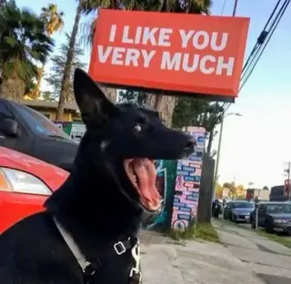 😍 83be38c7 I LIKE YOU VERY MUCH anjing, tanda, positif, cinta, jalan, hewan whatsapp sticker