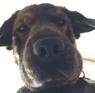 😑 8d934bc5 anjing, hewan peliharaan, binatang, potret, close-up, imut, hewan domestik whatsapp sticker