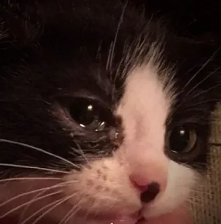 😢 8dd2ca6a kucing, anak kucing, hewan peliharaan, binatang, hitam putih, hewan peliharaan, close up whatsapp sticker