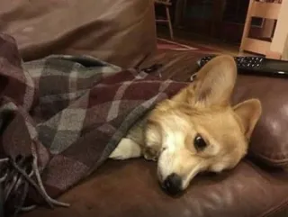 😞 8efc0912 anjing, corgi, binatang, hewan peliharaan, imut, selimut, nyaman, mengantuk whatsapp sticker