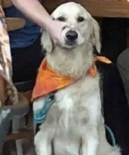 🤫 9775da42 anjing, hewan peliharaan, golden retriever, binatang, imut, hewan domestik whatsapp sticker