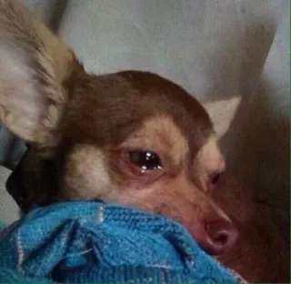 😓 ad58e854 anjing, chihuahua, imut, hewan, peliharaan whatsapp sticker