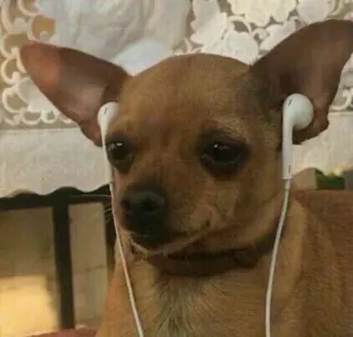 😢 ae5b363c anjing, chihuahua, earphone, mendengarkan musik, hewan peliharaan, binatang whatsapp sticker