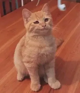 😏 b5517660 kucing, anak kucing, hewan peliharaan, binatang, kucing tabby oranye, imut, kucing domestik whatsapp sticker