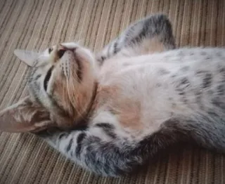 😎 bd929641 kucing, hewan, anak kucing, hewan peliharaan, imut, felidae whatsapp sticker