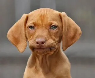 🤦‍♂️ bf4e21b0 anjing, anak anjing, hewan, peliharaan, imut, vizsla, potret, ras anjing whatsapp sticker