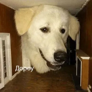 🤚 c768f0f4 Дорогу anjing, humor, meme, hewan, lucu whatsapp sticker