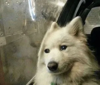 🥺 ce1e2b15 anjing, sedih, anak anjing, hewan, putih, mata whatsapp sticker