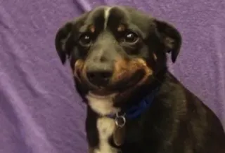 🙂 d06009e7 anjing, anak anjing, hewan, hewan peliharaan, lucu, hewan peliharaan, mamalia whatsapp sticker