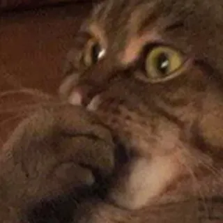 Animals whatsapp stickers