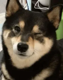 😉 df3e42bd anjing, shiba inu, binatang, hewan peliharaan, kedipan, imut whatsapp sticker