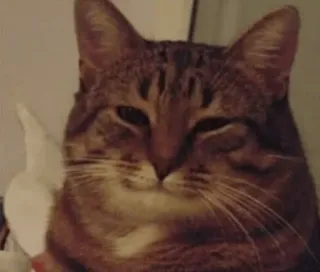 🙃 ec5e3910 kucing, hewan, peliharaan, hewan peliharaan, felin, imut, potret whatsapp sticker