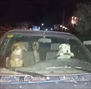 💪 eea42944 anjing, menyetir, mobil, binatang, malam, lucu whatsapp sticker