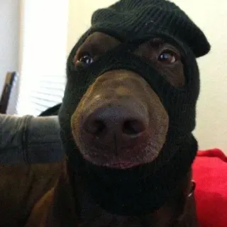 🤫 f33d46fa anjing, sebo, humor, hewan peliharaan, binatang, lucu whatsapp sticker