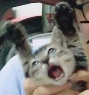 🤪 fe3d19ff kucing, anak kucing, hewan, hewan peliharaan, berteriak, menjerit, lucu, meme whatsapp sticker