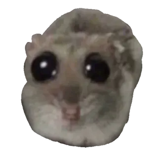😜 1c42fa77 hamster, rodent, animal, cute, eyes, pet whatsapp sticker