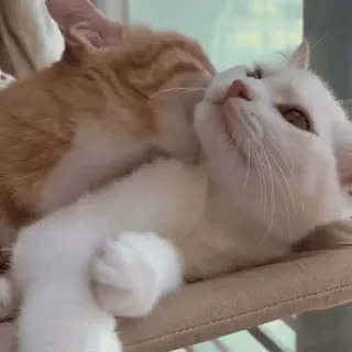 ❤️ 38d1a0b8 cats, animals, pets, licking, orange cat, white cat whatsapp sticker