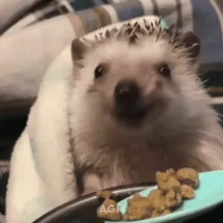 🦔 47f30d75 hedgehog, animal, cute, pet, meal, food, adorable whatsapp sticker