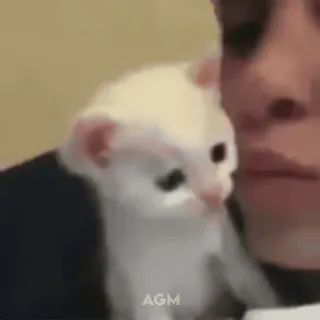 💋 4a40a7b7 kitten, cat, animal, cute, pet whatsapp sticker