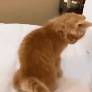 💤 613c31e4 cat, orange cat, pet, animal, cute whatsapp sticker