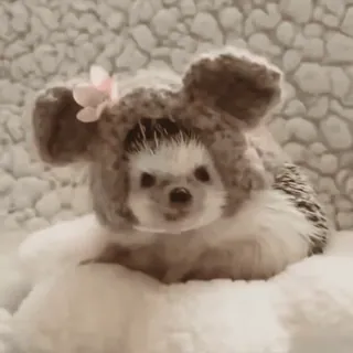 😊 625e7996 hedgehog, animal, cute, hat, flower, pet whatsapp sticker