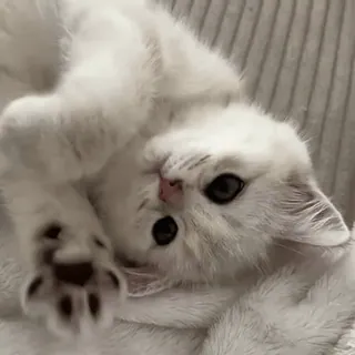 😸 80ea6e30 cat, kitten, cute, animal, pet, white whatsapp sticker