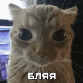 🐈 8286a138 БЛЯЯ cat, annoyed, upset, russian, swear, expression whatsapp sticker