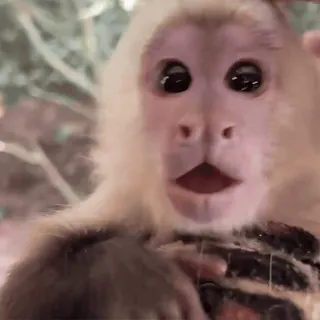 😮‍💨 86d0b804 monkey, animal, cute, mammal, wildlife, primate, funny whatsapp sticker