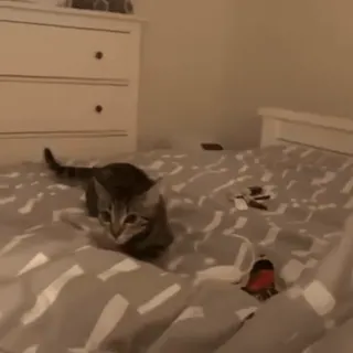 🐈 9dda43a2 cat, kitten, animal, pet, bed, playing whatsapp sticker