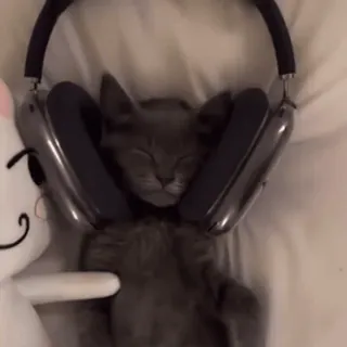🎧 b10afcec cat, headphones, sleeping, cute, kitten, music, gray cat whatsapp sticker