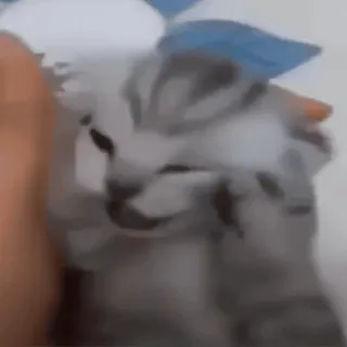 🙉 b310a127 kitten, cat, pet, animal, cute, gray, domestic animal, mammal whatsapp sticker