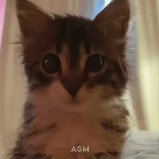 🙉 e1a04243 AGM cat, kitten, animal, pet, cute whatsapp sticker