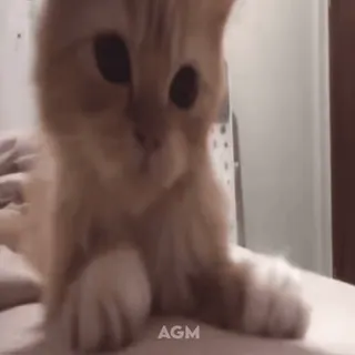 👀 e9a43f8c AGM cat, kitten, animal, cute, pet, domestic animal whatsapp sticker