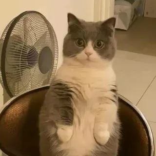 😳 1e2b6e85 gato, fofo, animal, animal de estimação, gato doméstico, mamífero telegram sticker