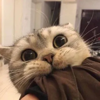 🐱 212e61c8 gato, fofo, animal, animal de estimação, gato doméstico, olhos telegram sticker