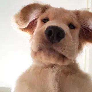 🐶 2cc1ee09 cão, cachorro, golden retriever, fofo, animal de estimação, animal telegram sticker