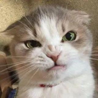 😠 3989eb49 gato, rabugento, animal, animal de estimação, fofo, engraçado, franzido, bravo telegram sticker